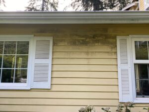 Spring house washing removing algae from siding
