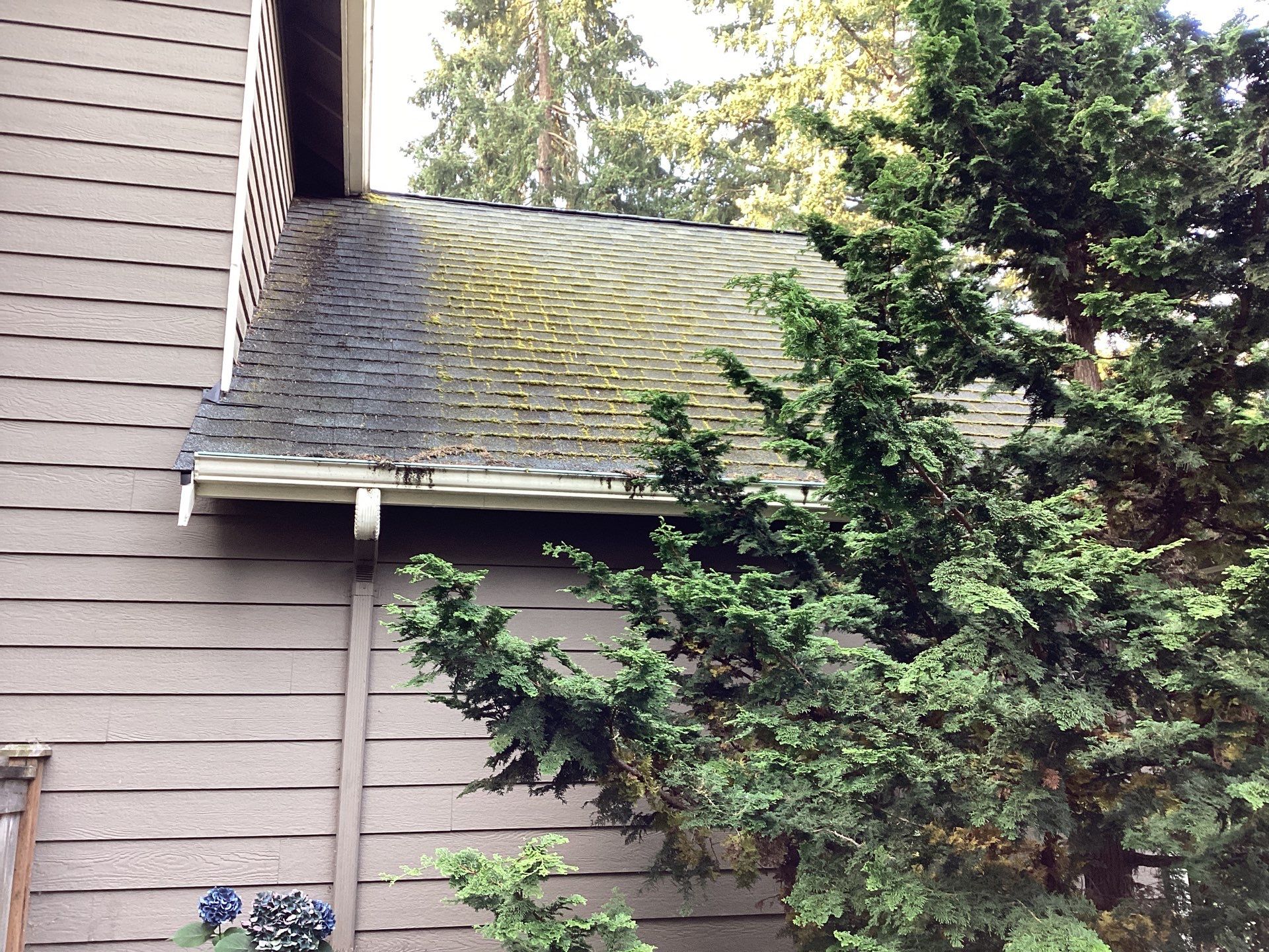 Summer roof cleaning controlling moss on shaded roof sections
